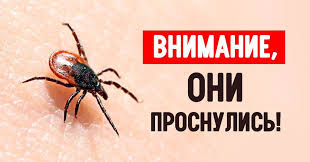 Клещи проснулись‼!.