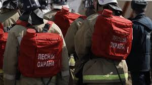 Запрет на посещение лесов в Воронежской области введут с 6 июля. Запрет на посещение лесов в Воронежской области введут с 6 июля.